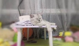 小花猫抖阴日常：可爱萌宠的趣味瞬间分享