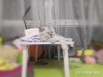 小花猫抖阴日常：可爱萌宠的趣味瞬间分享
