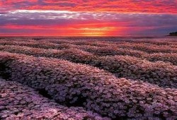 探秘野外抖阴花，绝美风景与自然奇观的完美结合