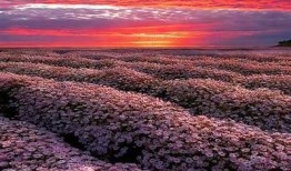 探秘野外抖阴花，绝美风景与自然奇观的完美结合