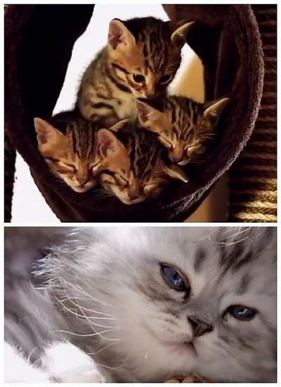 猫咪的秘密藏身之处大揭秘，快来看看它们在哪里躲藏！